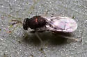 Eulophus anomocerus - photo 4