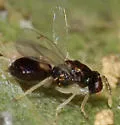Eulophus basalis