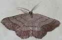 Brown-bordered Geometer - Hodges#6272 - photo 2