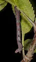 Brown-bordered Geometer - Hodges#6272 - photo 4