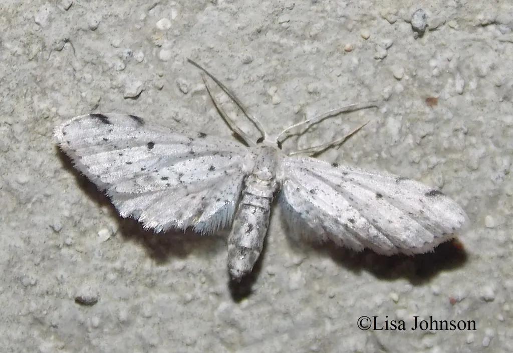 Eumacrodes yponomeutaria - Hodges#7086 - photo 2
