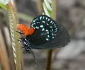 Atala - Hodges#4268 - Eumaeus atala