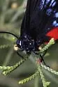 Atala - Hodges#4268 - photo 2