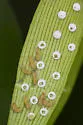 Atala - Hodges#4268 - photo 4