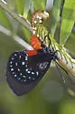 Atala - Hodges#4268 - photo 5