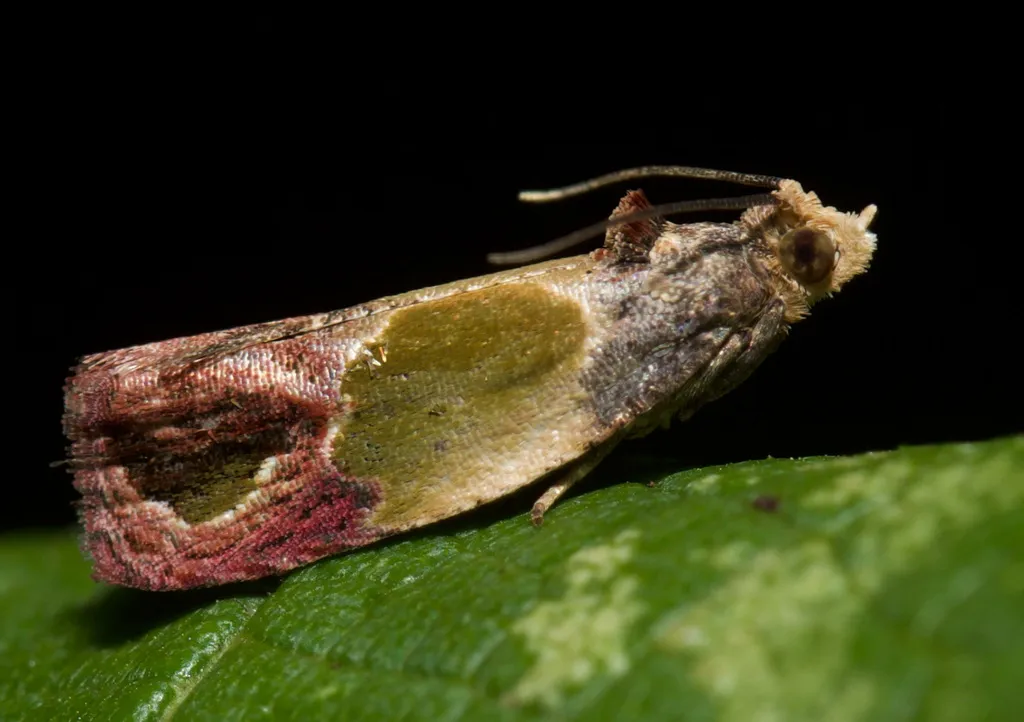 Sculptured Moth - Hodges#2749 - photo 2