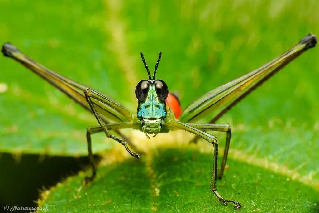 Monkey Grasshoppers - photo 2