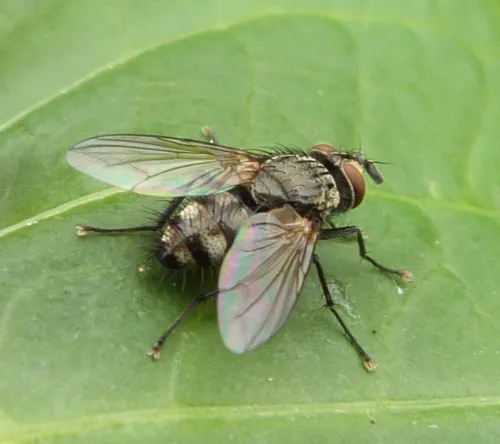 Eumea linearicornis