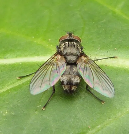 Eumea linearicornis - photo 2