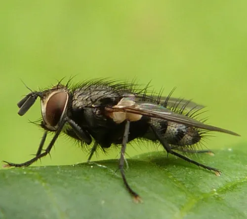Eumea linearicornis - photo 3