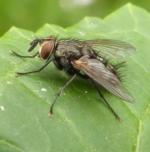 Eumea linearicornis - photo 4