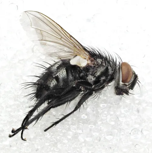 Eumea linearicornis - photo 5