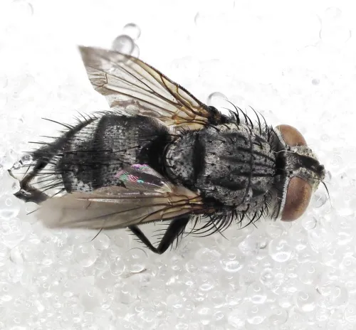 Eumea linearicornis - photo 6