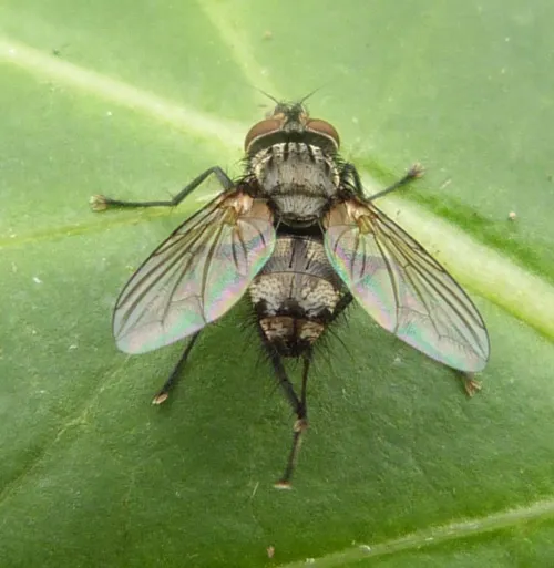 Eumea linearicornis - photo 7