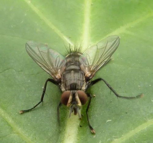 Eumea linearicornis - photo 8