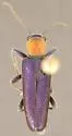 Eumecomera bicolor