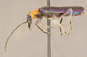 Eumecomera bicolor - photo 2