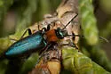 Eumecomera bicolor - photo 3
