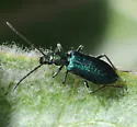 Eumecomera cyanipennis