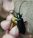 Eumecomera cyanipennis - photo 2