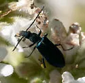 Eumecomera cyanipennis - photo 3