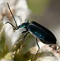 Eumecomera cyanipennis - photo 4