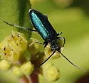 Eumecomera cyanipennis - photo 5