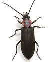 Eumecomera obscura