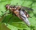 Eumegaparia flaveola - photo 2