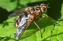 Eumegaparia flaveola - photo 3