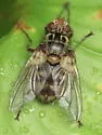 Eumegaparia flaveola - photo 4