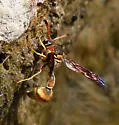 Eumenes americanus