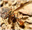 Eumenes americanus - photo 2