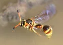 Eumenes americanus - photo 3