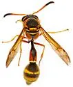 Eumenes americanus - photo 4
