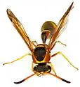 Eumenes americanus - photo 5