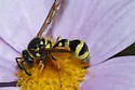 Eumenes consobrinus - photo 2