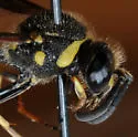 Eumenes consobrinus - photo 3