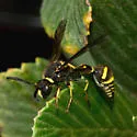 Eumenes consobrinus - photo 4