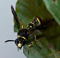 Eumenes consobrinus - photo 5