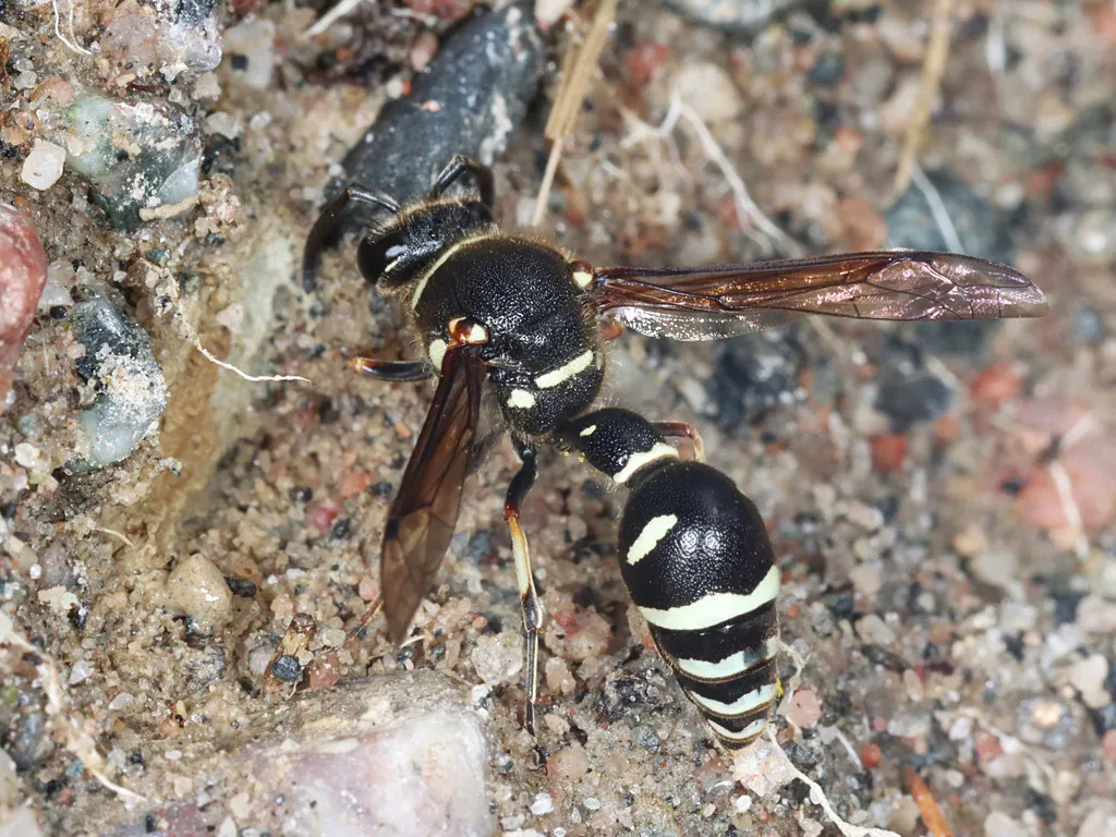 Cross Potter Wasp - photo 2