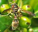 Eumenes smithii