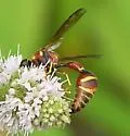 Eumenes smithii - photo 2