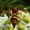 Eumenes smithii - photo 4
