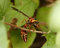 Eumenes smithii - photo 5
