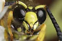 Eumenes verticalis