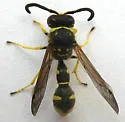 Eumenes verticalis - photo 2