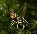 Eumenes verticalis - photo 5