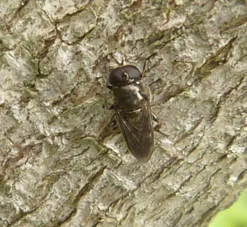 Eumerus funeralis