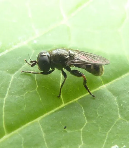 Eumerus funeralis - photo 2